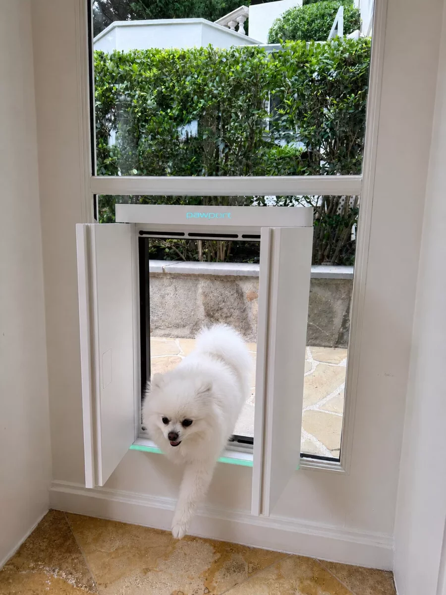 White dog enter her new Pawport Smart Door