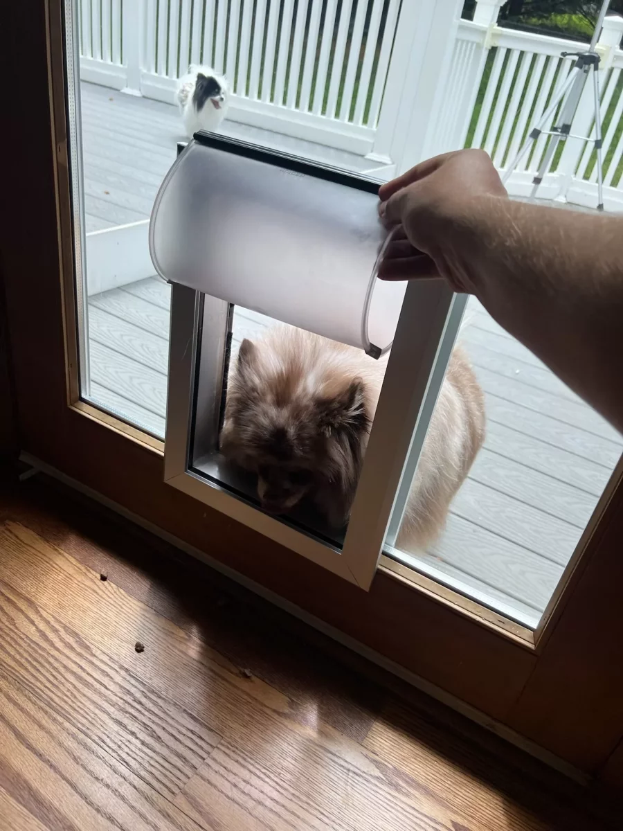 Pet door installed in glass door with dog entering from outside