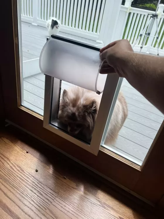 Pet door installed in glass door with dog entering from outside