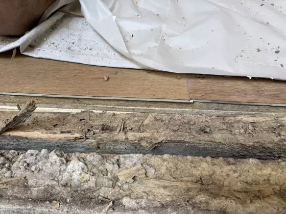 Detail of rotted wood and debris near interior floor